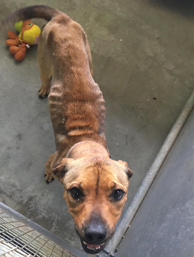 emaciated dog animal cruelty case